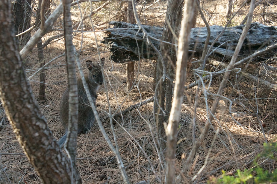 freycinet-11