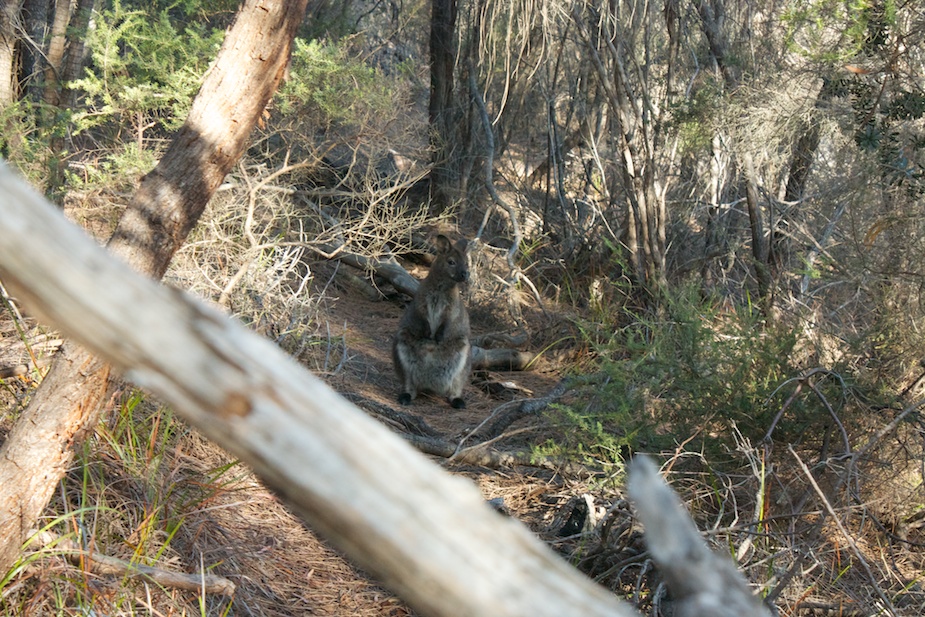 freycinet-52