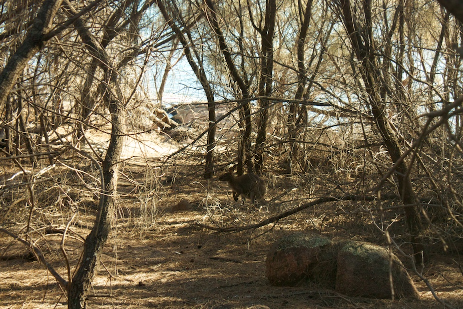 freycinet-54