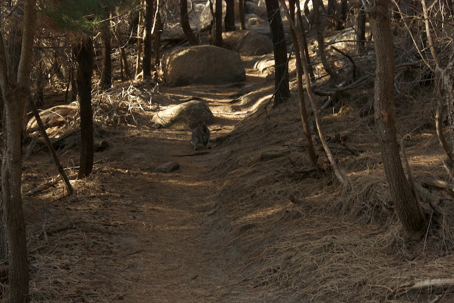 freycinet-56