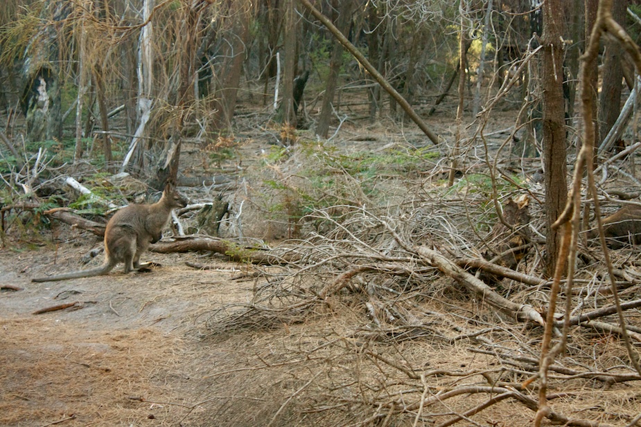 freycinet-57