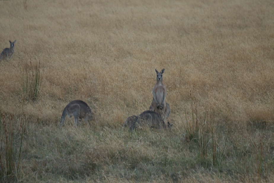 great ocean road-1