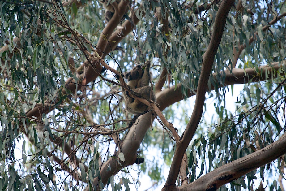 great ocean road-18