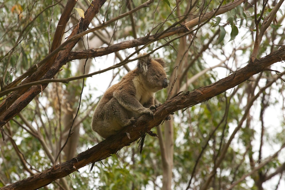 great ocean road-38