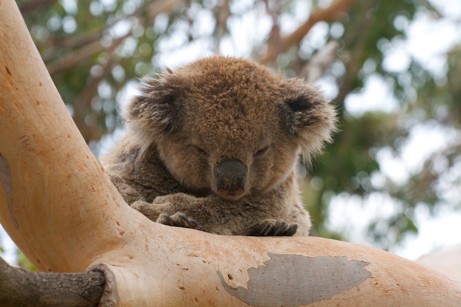 great ocean road-39