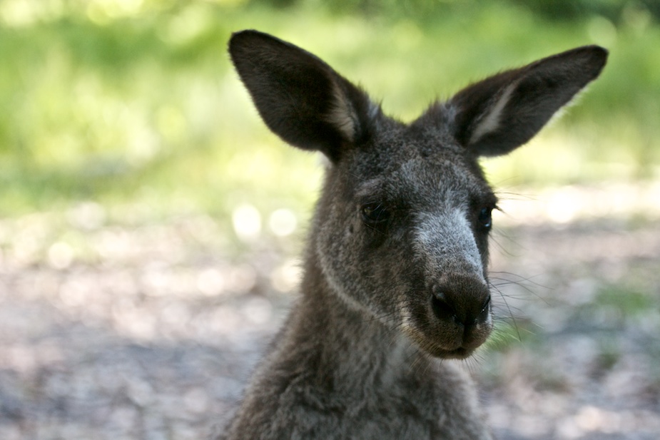 jervis bay-2