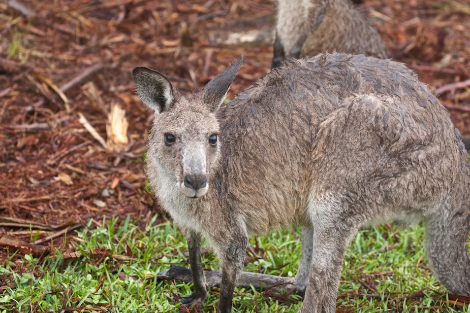 jervis bay-28