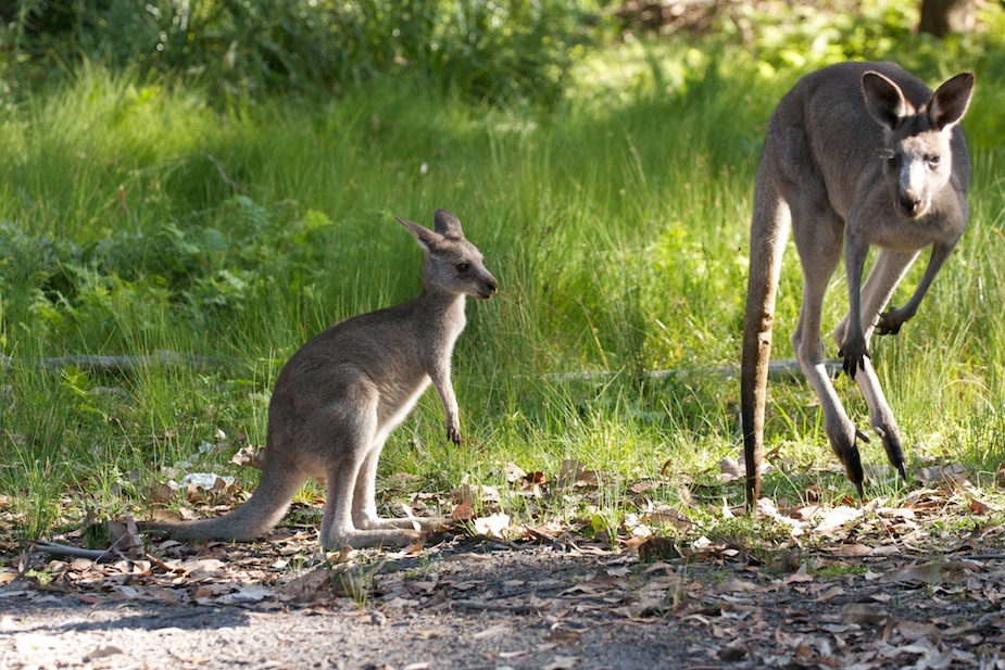 jervis bay-3