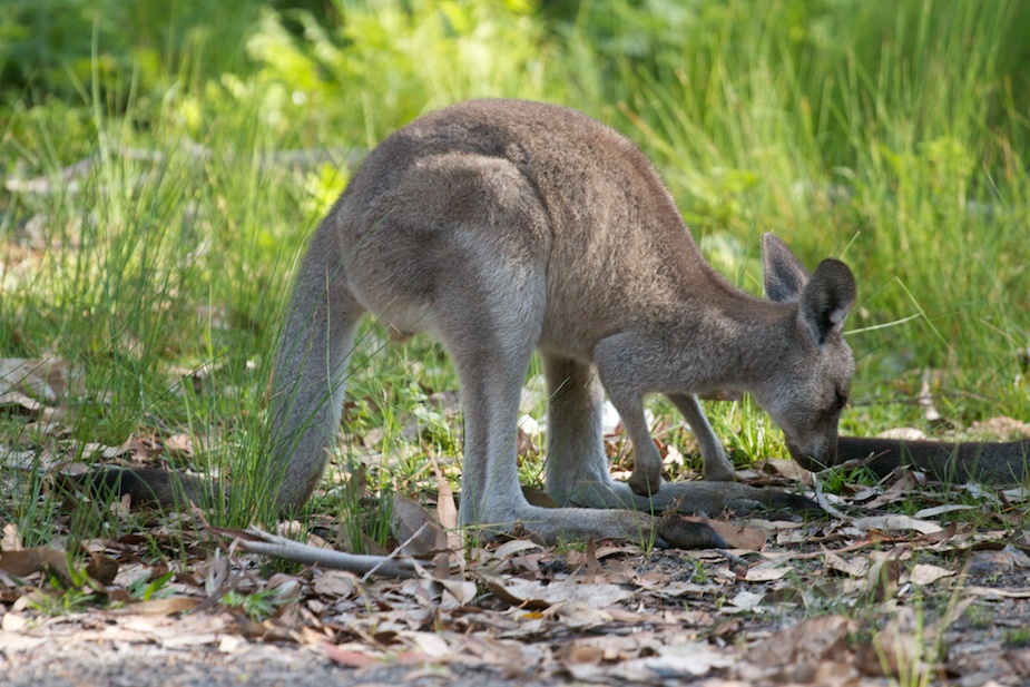 jervis bay-5