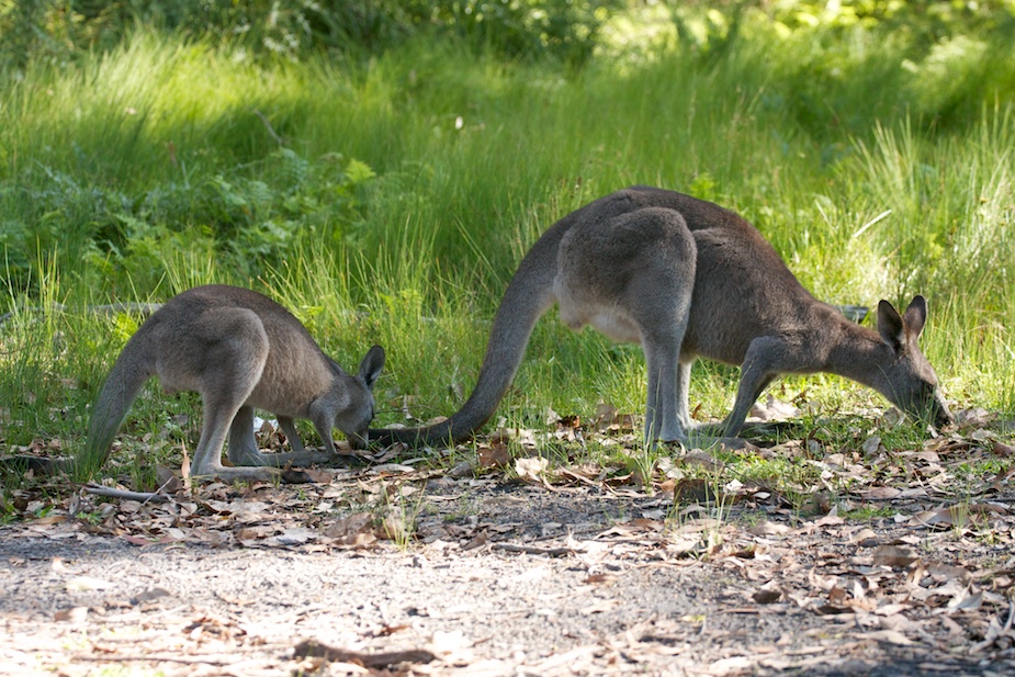 jervis bay-6