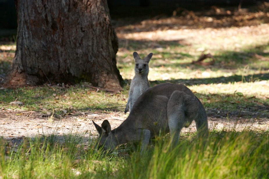 jervis bay-7