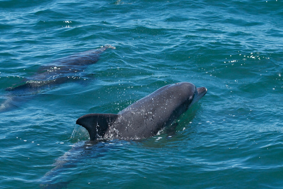 jervis bay-10