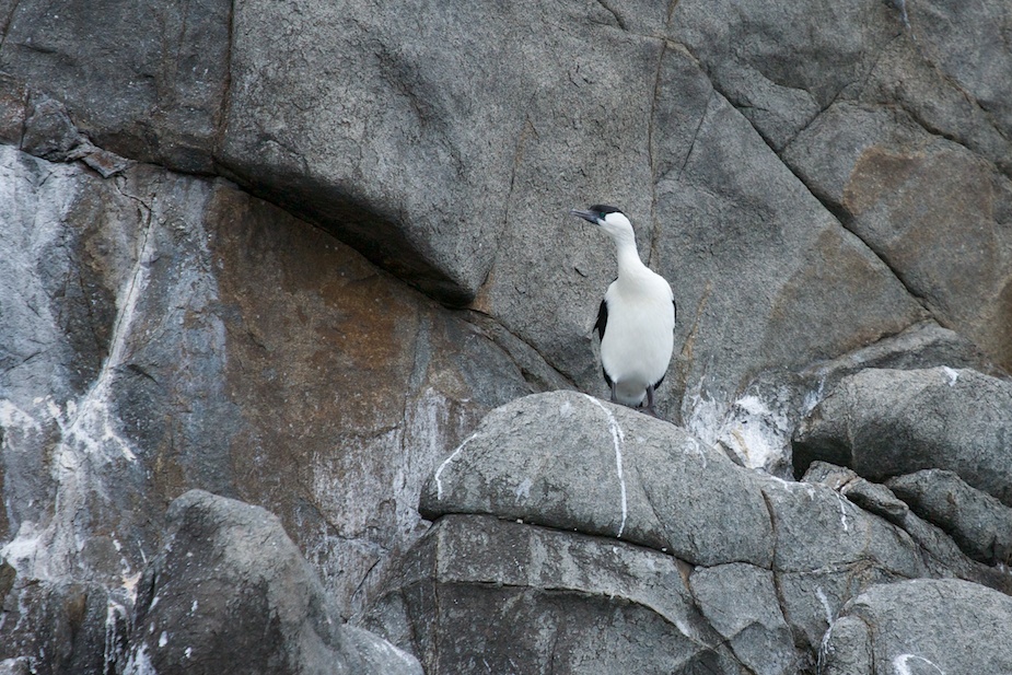 tasman-peninsula-53