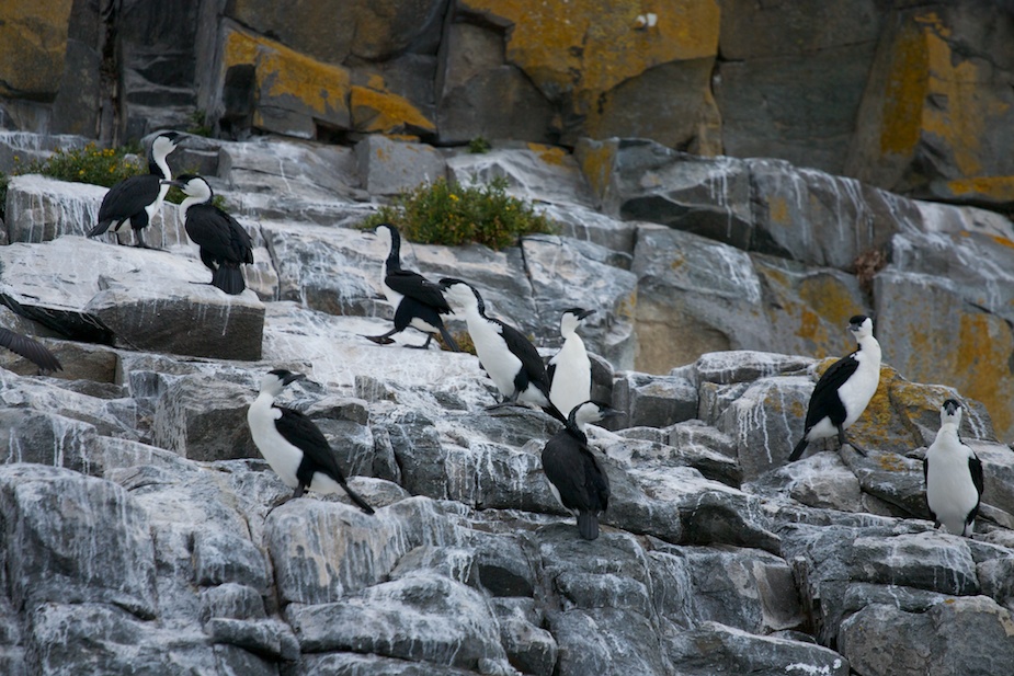 tasman-peninsula-54