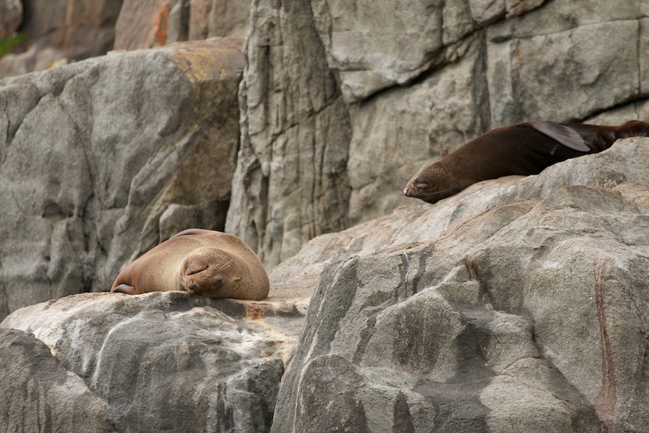 tasman-peninsula-58