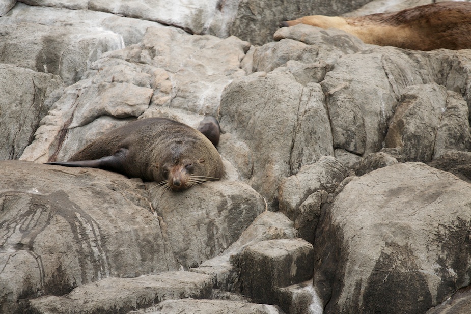 tasman-peninsula-59