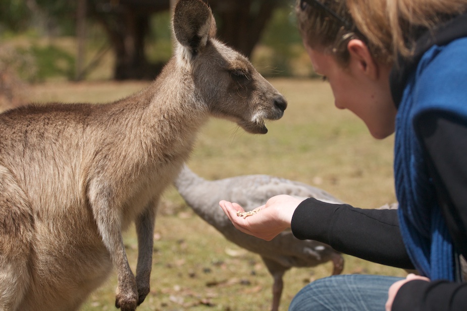 tasmanian devil conservation park-13