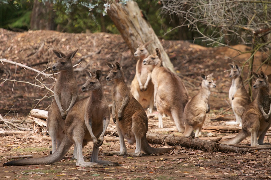 tasmanian devil conservation park-17