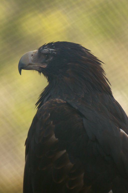 tasmanian devil conservation park-19