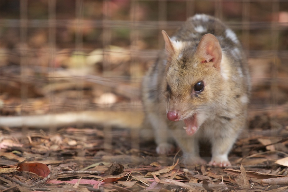 tasmanian devil conservation park-22