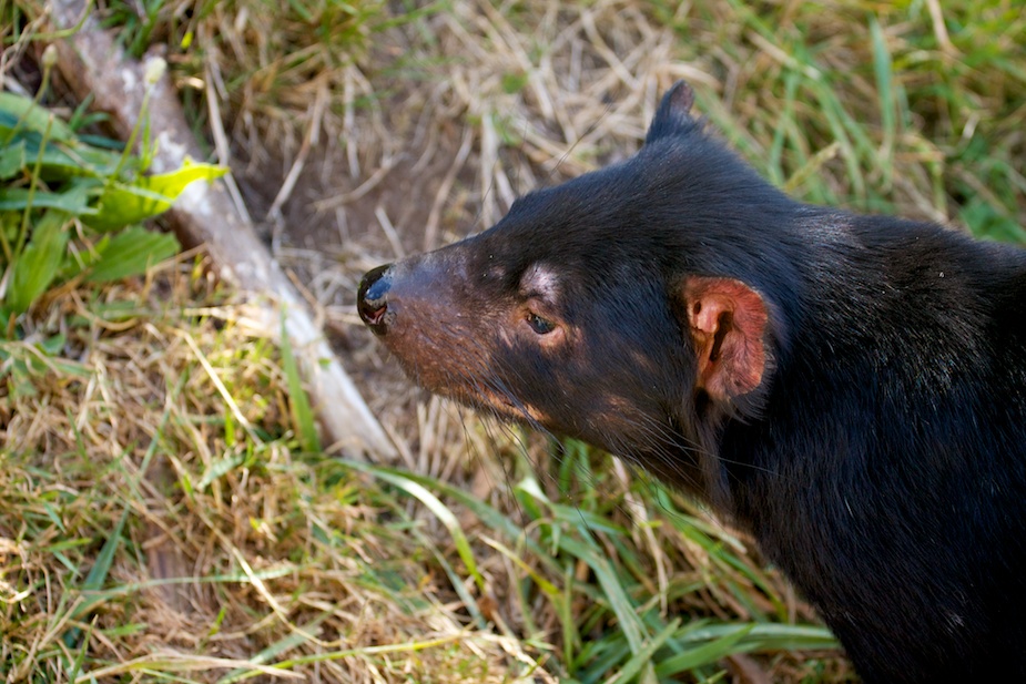 tasmanian devil conservation park-31