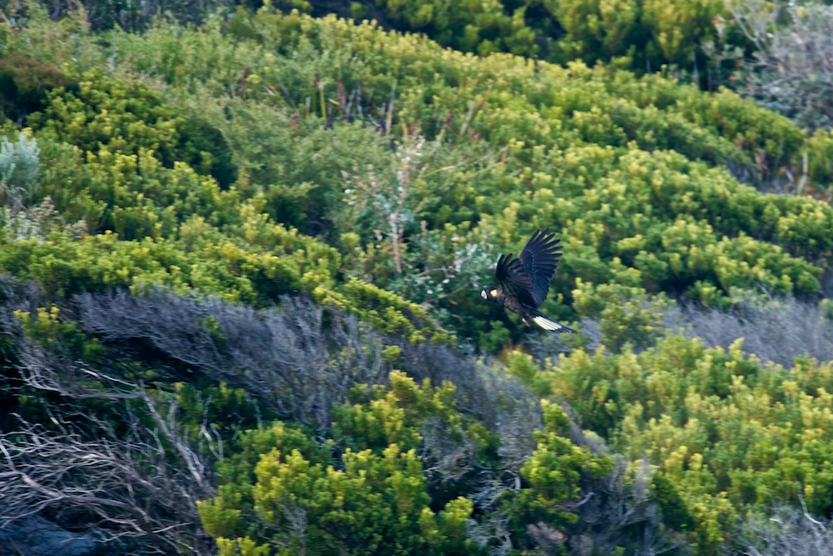 wilson promontory-28