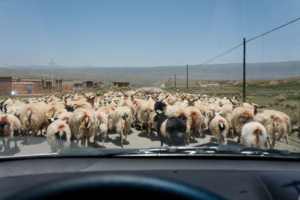  MG 4056-gansu-qinghai