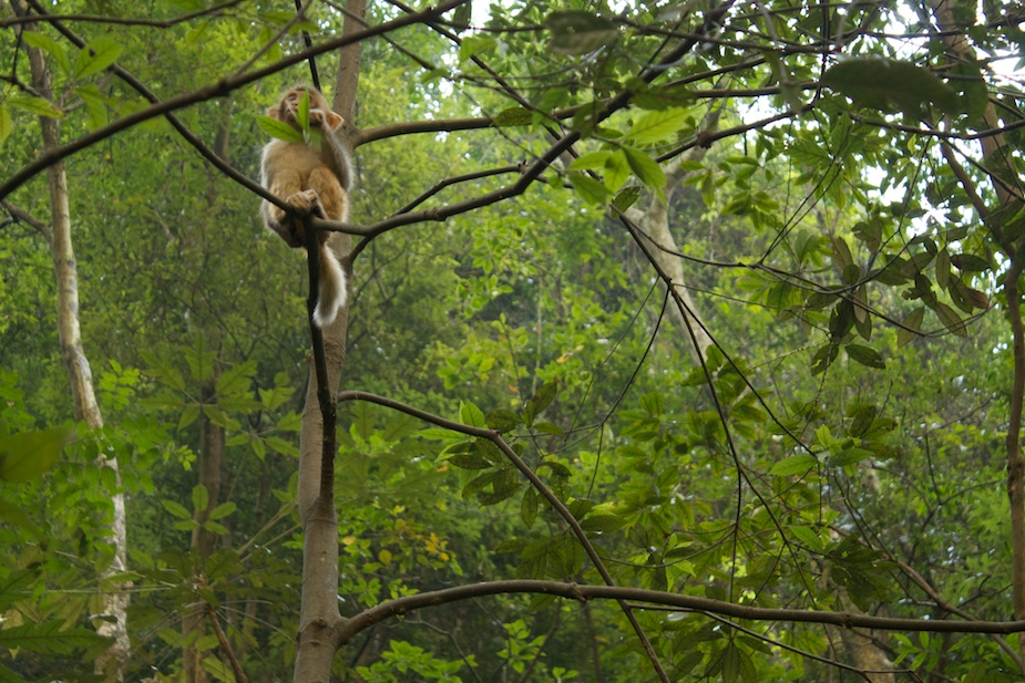 zhangjiajie59