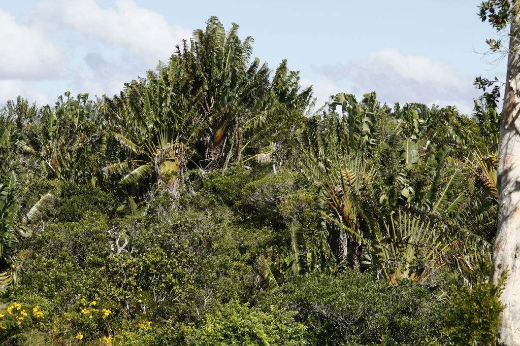 tour-de-l-ile-maurice