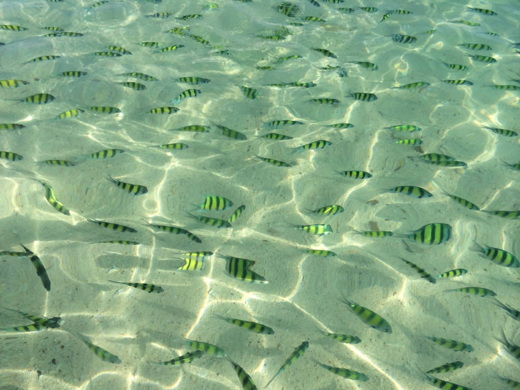 bamboo-island