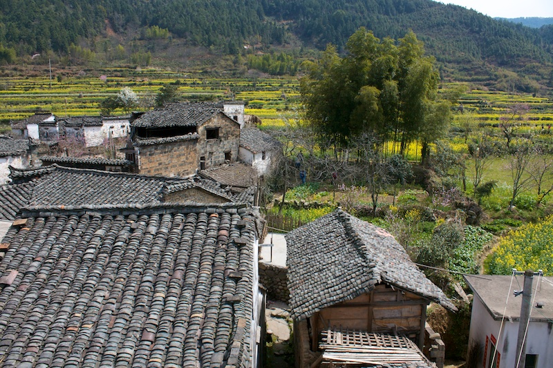 Wuyuan 83