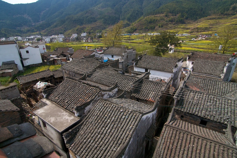 Wuyuan 83