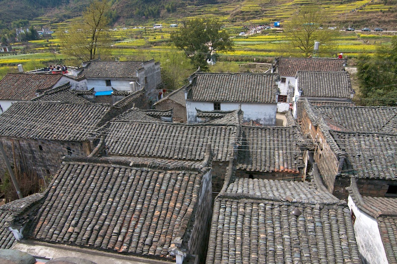 Wuyuan 83